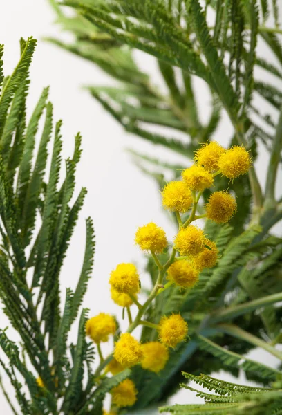 Verse lente mimosa close-up. Ondiepe scherptediepte. Selectieve — Stockfoto