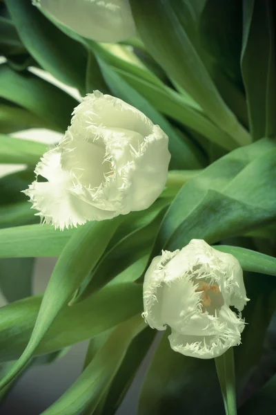 Grono tulipany wiosna. Płytkiej głębi ostrości. Selektywne fo — Zdjęcie stockowe