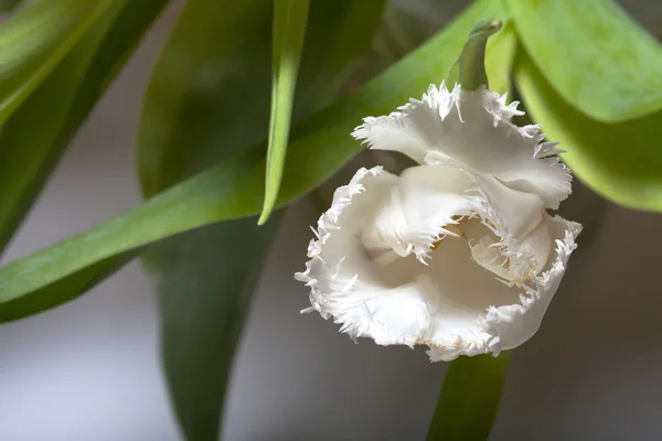 Le tas de tulipes printanières. Profondeur de champ faible. Sélectif — Photo