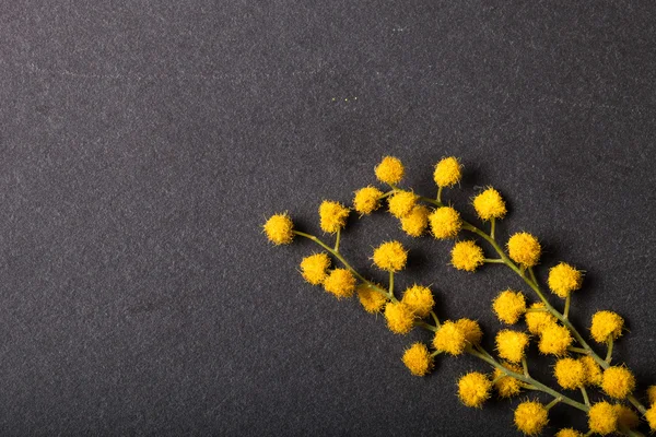 Mimosen aus nächster Nähe — Stockfoto