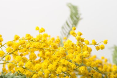 Taze bahar Mimoza kapatın. Sığ derinlik-in tarla. Seçici 