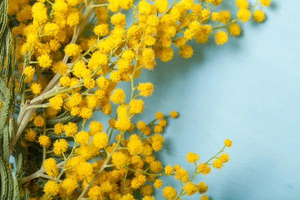 Verse lente mimosa close-up — Stockfoto