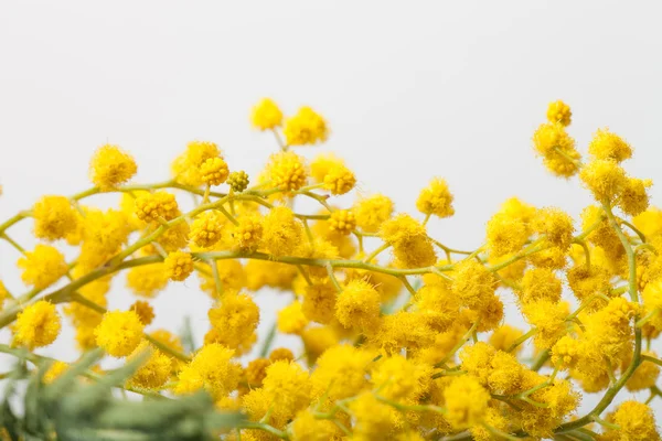 Verse lente mimosa close-up. Ondiepe scherptediepte. Selectieve — Stockfoto