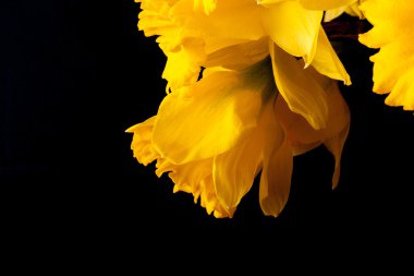 Sarı bahar nergis. Sığ derinlik-in tarla. Seçici odak