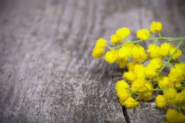 Verse lente mimosa close-up op oude grijze houten plank voor backgr — Stockfoto