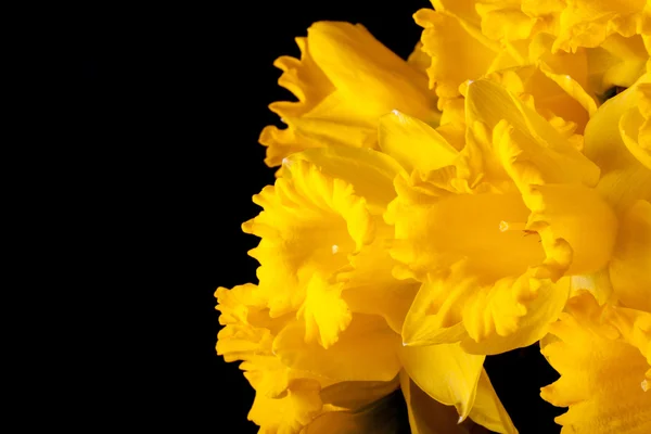Gelber Frühlingsnarziss. geringe Schärfentiefe. Selektiver Fokus — Stockfoto