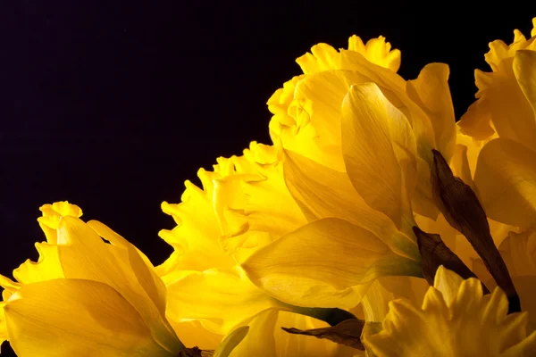春に黄色の水仙。フィールドの浅い深さ。選択と集中 — ストック写真