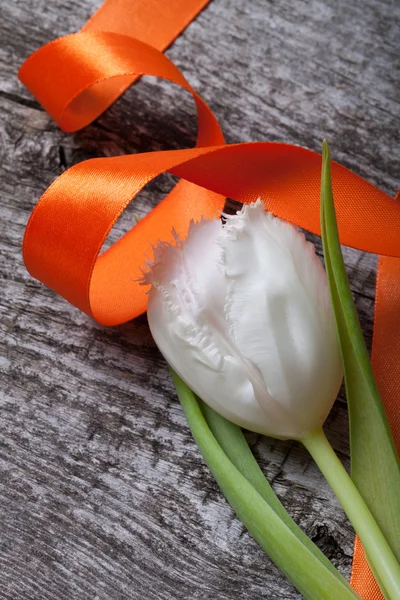 Fresh spring tulip close up with orange ribbon on old gray woode — Stock Photo, Image