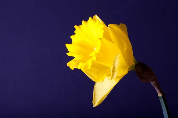 Gelber Frühlingsnarziss. geringe Schärfentiefe. Selektiver Fokus — Stockfoto