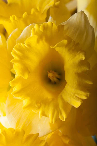 Gele voorjaar narcissus. Ondiepe scherptediepte. Selectieve aandacht — Stockfoto