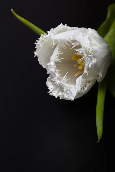 Tulipe fraîche de printemps près sur le tableau noir pour l'arrière-plan. Dois-je — Photo