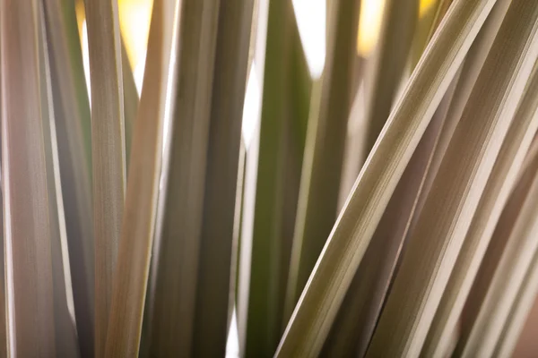 Yellow spring narcissus. Shallow depth of field. Selective Focus — Stock Photo, Image