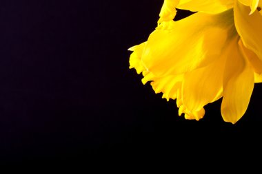 Sarı bahar nergis. Sığ derinlik-in tarla. Seçici odak