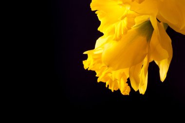 Sarı bahar nergis. Sığ derinlik-in tarla. Seçici odak