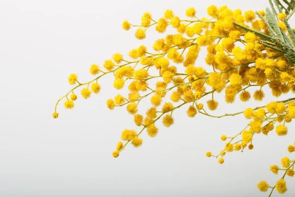Mimosen aus nächster Nähe — Stockfoto