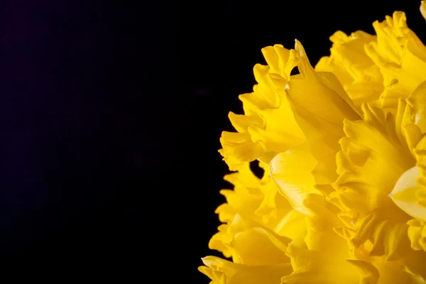 Narciso da Primavera Amarela. Profundidade de campo rasa. Foco seletivo — Fotografia de Stock