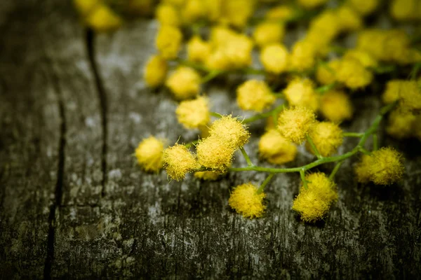 Fresh spring mimosa close up on old gray wooden board for backgr — Stock Photo, Image