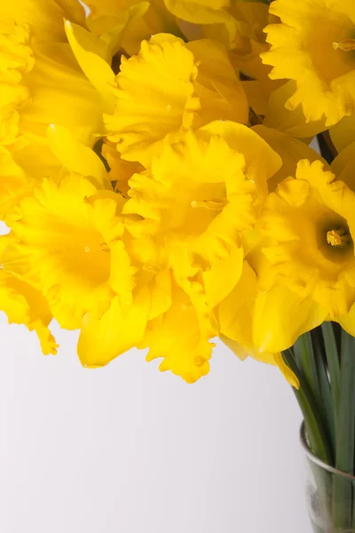 Gelber Frühlingsnarziss. geringe Schärfentiefe. Selektiver Fokus — Stockfoto