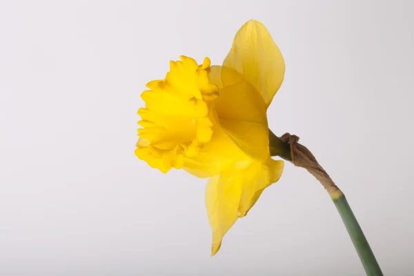 Gul våren narcissus. Kort skärpedjup. Selektiv inriktning — Stockfoto