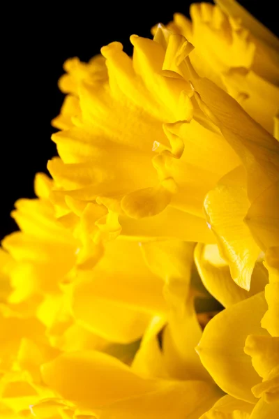 Gelber Frühlingsnarziss. geringe Schärfentiefe. Selektiver Fokus — Stockfoto