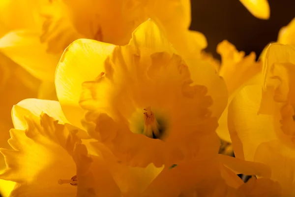 Gelber Frühlingsnarziss. geringe Schärfentiefe. Selektiver Fokus — Stockfoto