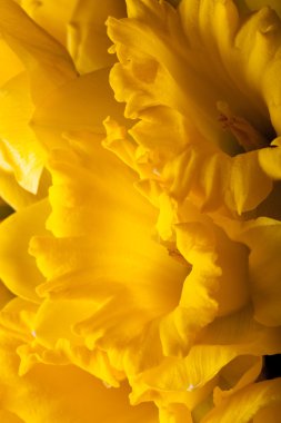 Sarı bahar nergis. Sığ derinlik-in tarla. Seçici odak