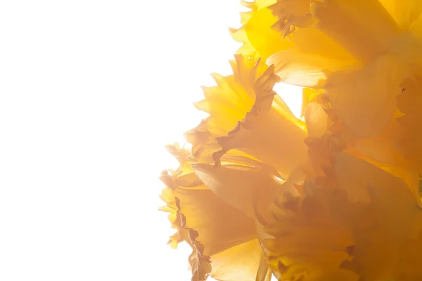 Narcisse jaune printanière. Profondeur de champ faible. Focus sélectif — Photo