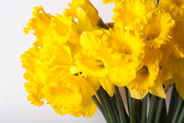 Gul våren narcissus. Kort skärpedjup. Selektiv inriktning — Stockfoto