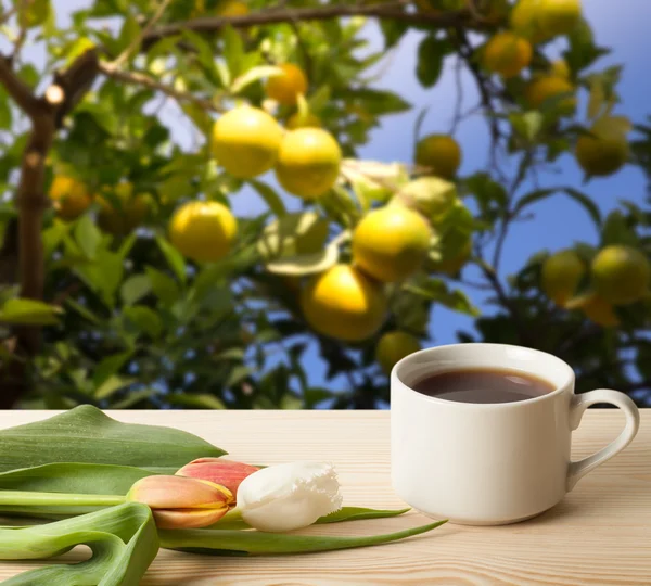 与郁金香对面模糊背景木制的桌子上的茶杯 — 图库照片