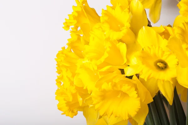 Gul våren narcissus. Kort skärpedjup. Selektiv inriktning — Stockfoto