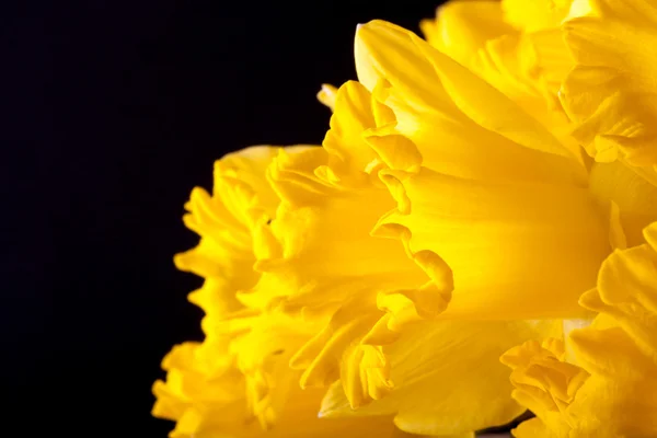 Wiosna żółty Narcyz. Płytkiej głębi ostrości. Selektywne Focus — Zdjęcie stockowe