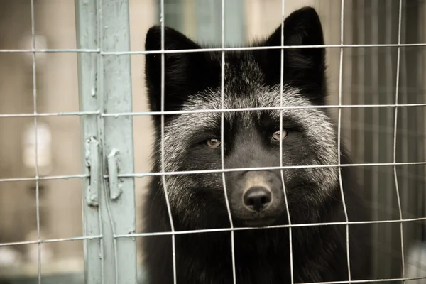 Kutup tilkisi bir kafeste. Seçici odak. Tonda