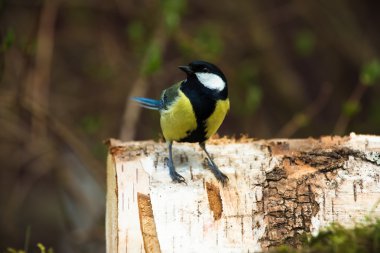 Baştankara (Parus major) ufuk bulanık doğal zemin üzerine. 