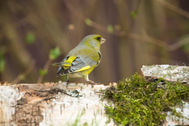 Greenfinch (Carduelis chloris) ufuk bulanık doğal arka