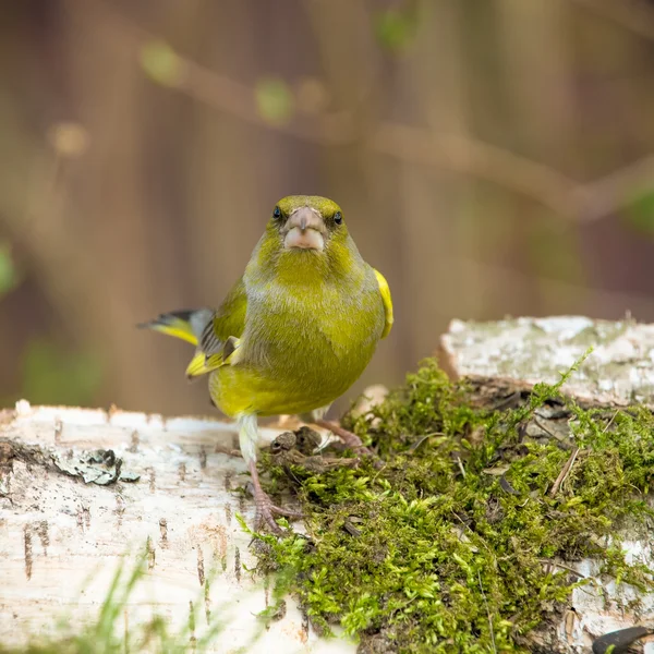 Greenfinch (Carduelis chloris) em costas naturais desfocadas desfocadas — Fotografia de Stock