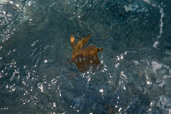 Gevallen blad in het water op een Zeekust. Selectieve aandacht — Stockfoto