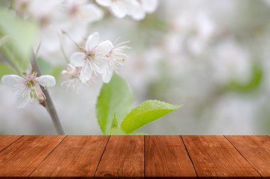 Eski ahşap masa lambası veya Pano üzerinden kiraz Şubesi çiçeklenme.