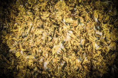 Yaprakları sarı dandelions doğal arka plan. Sığ derinlik