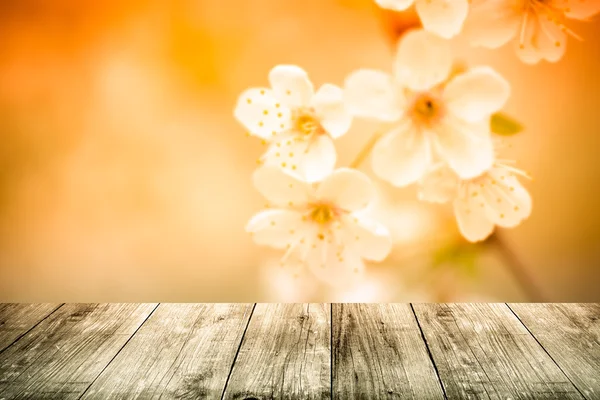 Цветущая ветвь вишни над старым светлым деревянным столом или доской . — стоковое фото