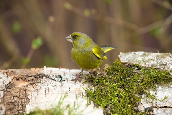 Verdone (Carduelis chloris) sulla schiena naturale sfocata e sfocata — Foto Stock