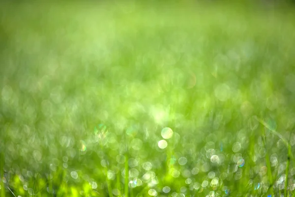 Hierba verde con rocío. Fondo natural borroso. Profundidad superficial — Foto de Stock