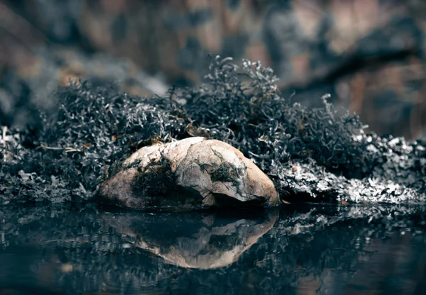 森林湖岸边的石头和苔藓。色调 — 图库照片