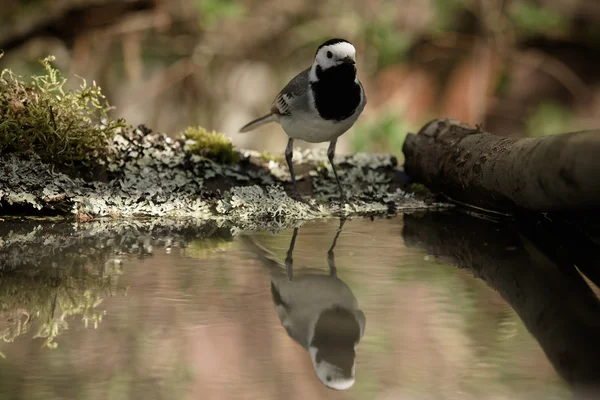 Tit (Parus major) sur fond naturel flou et déconcentré. Selec — Photo