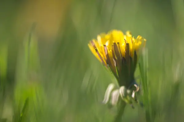 Yellow dandelion on abstract green background. Shallow depth of — Stock Photo, Image