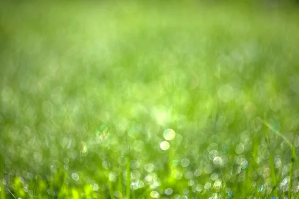 Grönt gräs med dagg. Suddig naturliga bakgrund. Grunt djup — Stockfoto