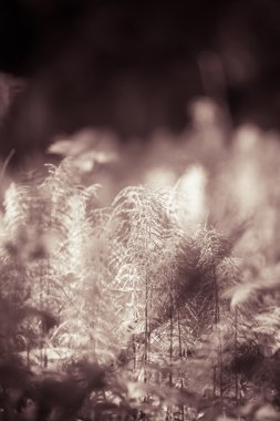 Orman bitki ve çiçekler doğal arka plan üzerinde. Sh