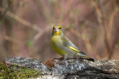Greenfinch (Carduelis chloris) ufuk bulanık doğal arka