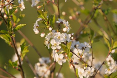 Kiraz doğal Mevsimlik arka plan üzerinde Şubesi çiçeklenme. Sığ