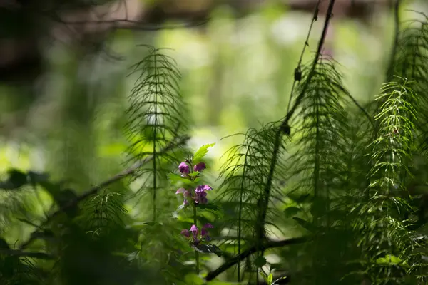 Plantas florestais e flores silvestres em fundo natural abstrato. Sh... — Fotografia de Stock