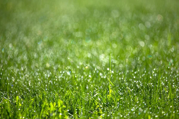 Hierba verde con rocío. Fondo natural borroso. Profundidad superficial — Foto de Stock